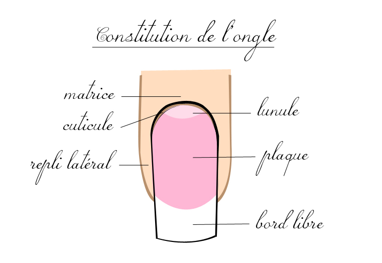 Pour commencer, voici un petit schéma de l’anatomie de l’ongle