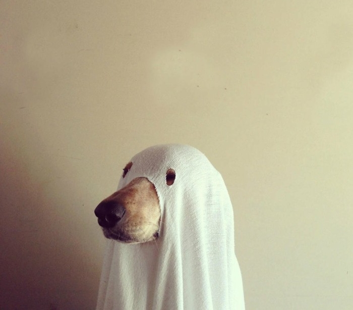 fantome-idee-marrante-idee-deguisement-halloween-pour-votre-chien