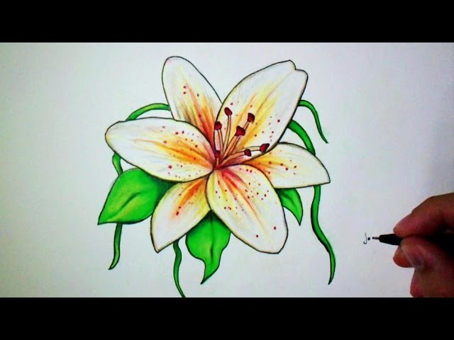 Comment dessiner une fleur de lys facile ?