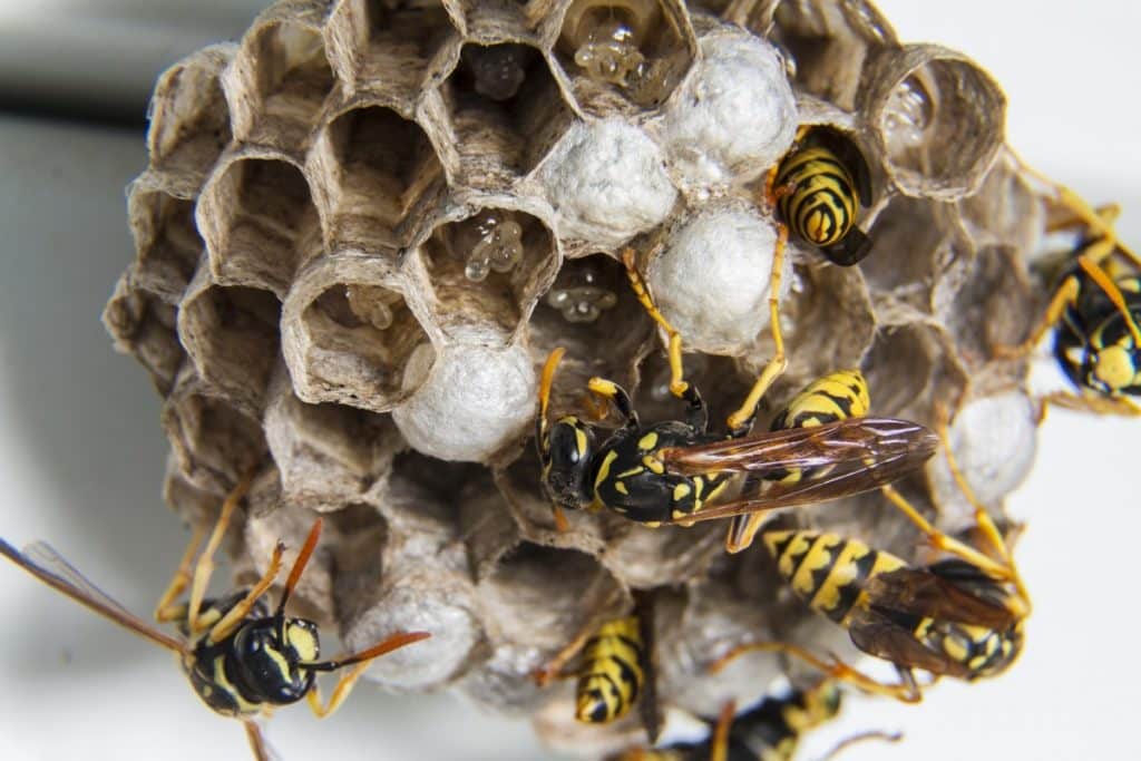 Comment Eliminer Les Frelons Naturellement