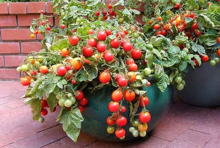 Comment faire pousser des tomates cerises en appartement ?
