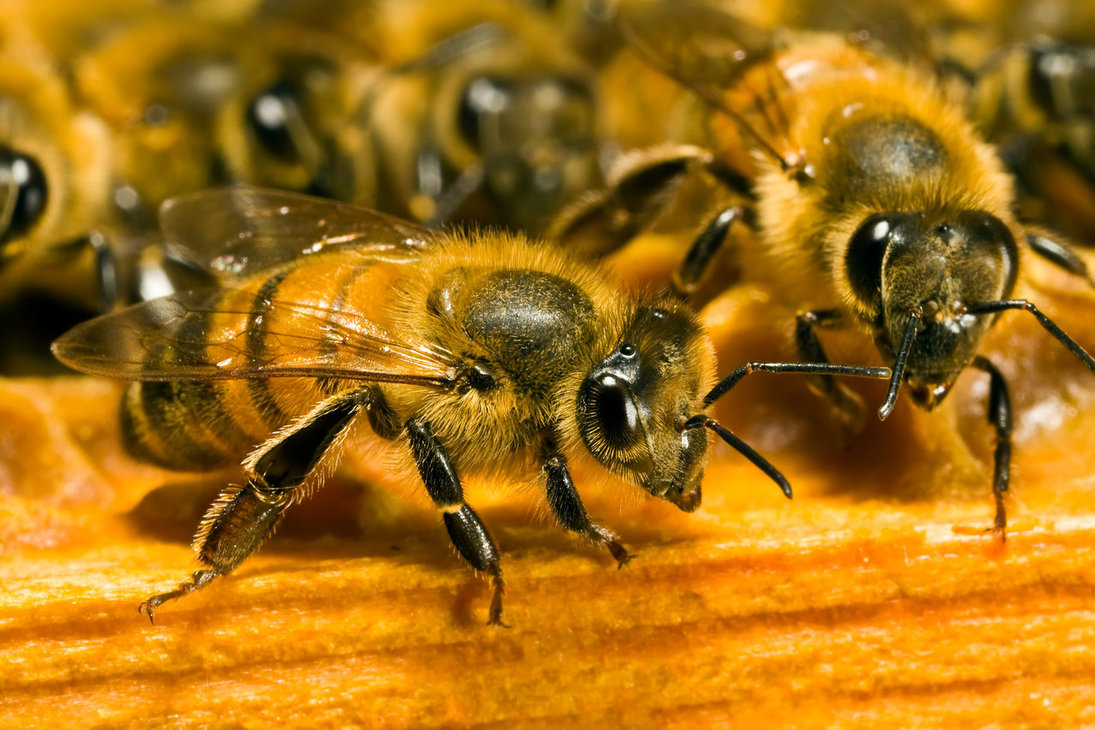 Comment se débarrasser des abeilles fouisseuses ?
