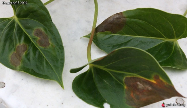 Pourquoi les feuilles de l'anthurium ont des taches marron ?