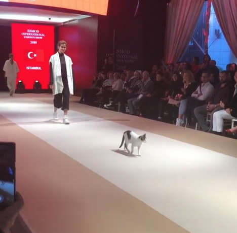 Un chat en quête d'attention entre dans un défilé de mode en Turquie !